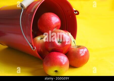 Les pommes sont rouges mûres. Récolter les pommes dans un seau rouge sur fond jaune. Banque D'Images