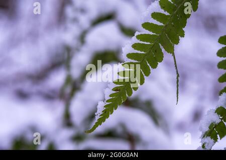 La première neige à l'automne. Feuilles vertes dans la neige. Fougère dans la neige. Flocons de neige sur l'herbe verte. Banque D'Images