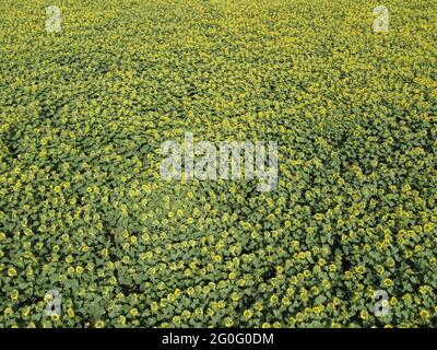 Champ de tournesol par jour ensoleillé, vue aérienne. Champ de ferme planté de tournesols, paysage agricole. Banque D'Images