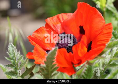 Coquelicot oriental / 'Papaver beauté orientale de Livermere' en fleur Banque D'Images