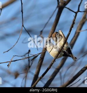 Deux Finch à double barré, Taeniopygia bichenovii perchés sur un membre d'arbre dans le commune de Townsville, dans le nord du Queensland, en Australie. Banque D'Images