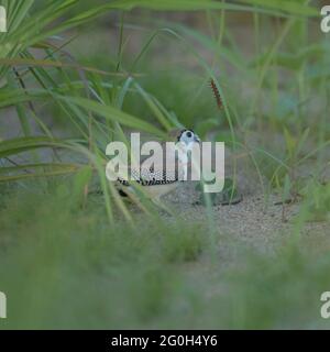 Finch à double barré, Taeniopygia bichenovii se nourrissant au sol avec une chenille se nourrissant d'une tige d'herbe sur le commune de Townsville, en Australie. Banque D'Images