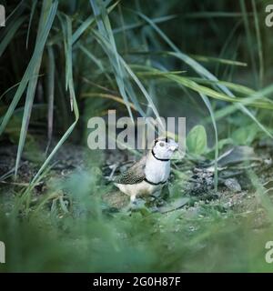 Deux Finch à double barré, Taeniopygia bichenovii perchés sur un membre d'arbre dans le commune de Townsville, dans le nord du Queensland, en Australie. Banque D'Images