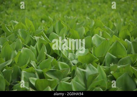 Eichhornia crassipes est généralement connu comme la jacinthe d'eau et c'est une plante aquatique Banque D'Images