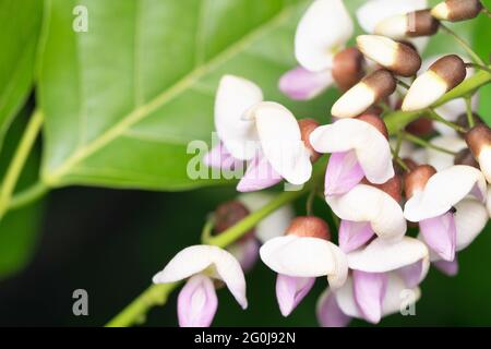 Fleurs de Pongame Oil Tree, Millettia pinnata, Satara, Maharashtra, Inde Banque D'Images