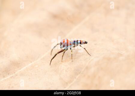 Latéral de l'araignée jumpage colorée masculine, Chrysilla volupe, Satara, Maharashtra, Inde Banque D'Images