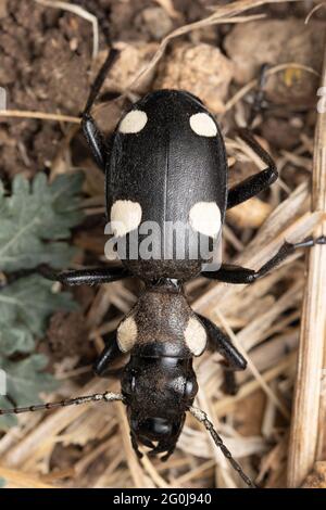 Six coléoptères tachetés, Anthia sexguttata, Satara, Maharashtra, Inde Banque D'Images