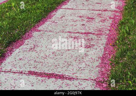Des fleurs de pommes de crabe sont parsemées sur le trottoir à côté de la pelouse Banque D'Images