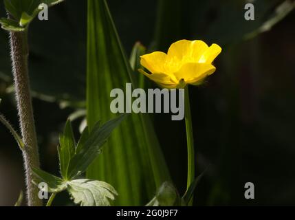 Photo unique d'une fleur de coupe de beurre Banque D'Images