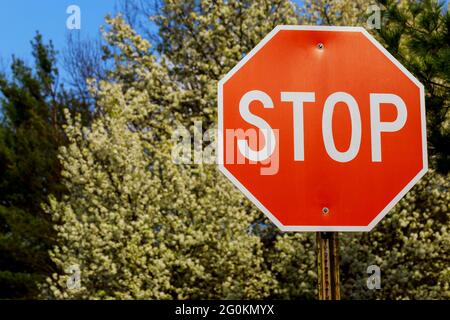 Panneau stop avec arbre en fleurs au printemps. Banque D'Images