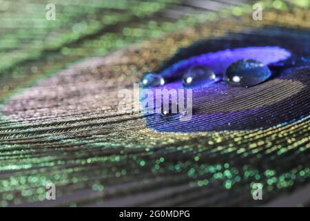 plumes de paon avec gouttes d'eau Banque D'Images