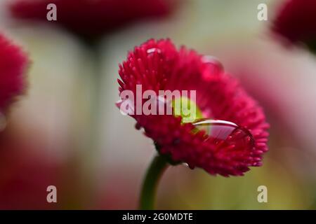 Pink Bellis Perennis après la pluie comme un gros plan Banque D'Images