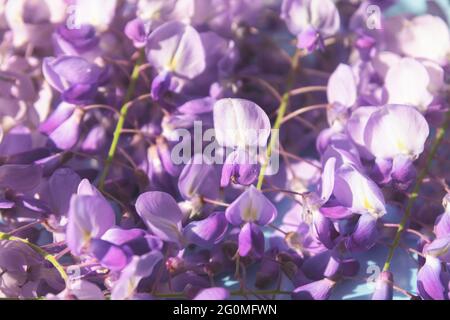 Fond floral violet de wisteria. Belles fleurs de printemps. Banque D'Images