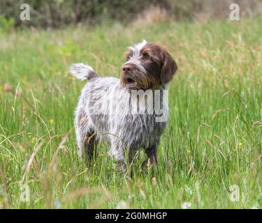 Chien Korthals griffon Banque D'Images