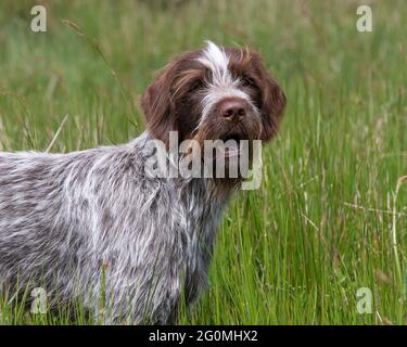 Chien Korthals griffon Banque D'Images