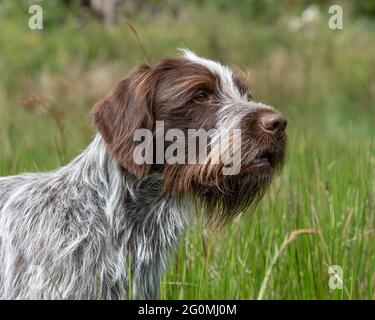 Chien Korthals griffon Banque D'Images