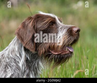 Chien Korthals griffon Banque D'Images