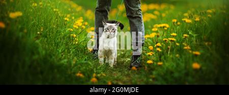 Un adorable chaton thaïlandais marche sur une laisse avec son propriétaire en vêtements noirs sur un pré vert parmi des fleurs de pissenlit jaune par un jour d'été. La nature et un animal de compagnie Banque D'Images