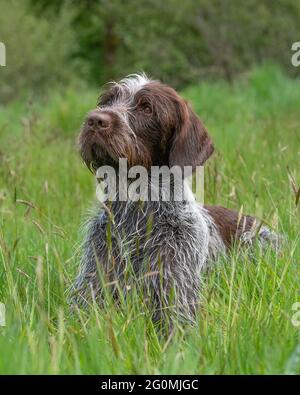 Chien Korthals griffon Banque D'Images