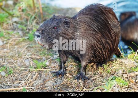 Un coypu nutria à la recherche de nourriture Banque D'Images