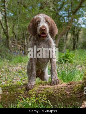 chiot spinone italien Banque D'Images