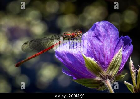 Faune du Royaume-Uni: Grande mouche rouge (Pyrrhhosoma nymphula) perchée sur un pré cranesbill au-dessus d'un étang de jardin. Banque D'Images