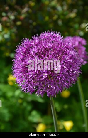 Allium giganteum 'Gladiator', Cambridge, Royaume-Uni, espace purement beau et paisible Banque D'Images