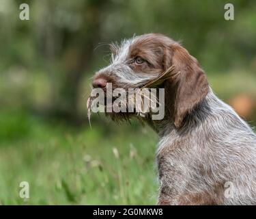 Chiot Spinone italien Banque D'Images