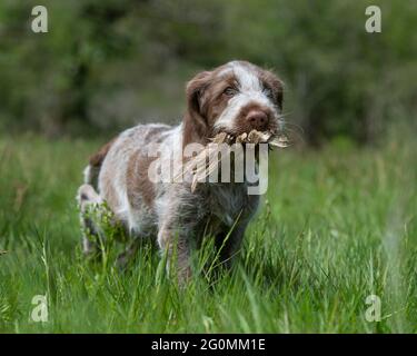 Chiot Spinone italien Banque D'Images