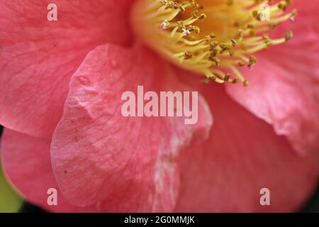 Image macro de 'Peony Lactisflora single rose' avec des étamines jaunes, photographiée dans un jardin anglais en mai Banque D'Images