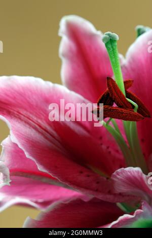 Lily orientale après huit. Très grandes fleurs roses profondes avec des bords blancs à volants et des pétales à taches de rousseur qui font face vers le haut. Également appelé Stargazers Banque D'Images