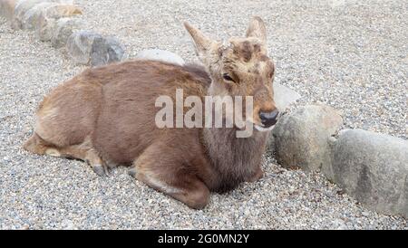 Un cerf brun, assis au sol, dans le parc de la préfecture de Nara, au Japon. Banque D'Images