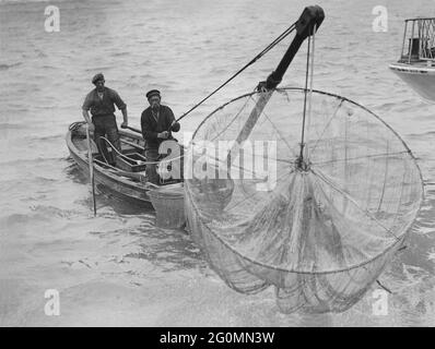 Göteborg en 1917. Un pêcheur local dans son bateau utilise un filet de pêche pour attraper l'eal. Le résille est abaissé sur le fond et après un temps d'attente il le soulève, espérons-le avec un peu de poisson dedans. Une manière traditionnelle de pêche à ce moment-là qui n'est pas si commune. Suède 1917 Banque D'Images