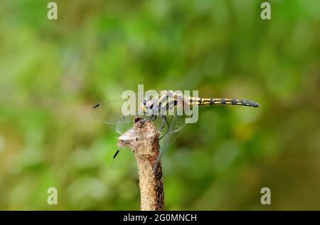 Femelle Black Stream Glider Dragonfly- Trithemis festiva, Sindhudurg, Maharashtra, Inde Banque D'Images