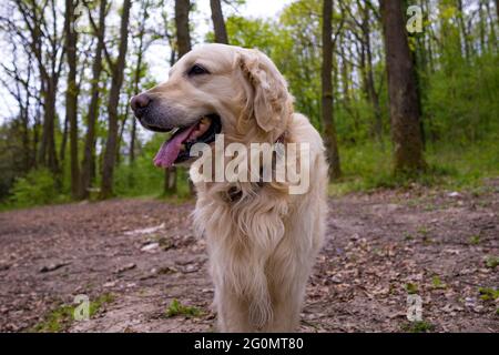 Belle or labrador posant pour une photo dans une forêt Banque D'Images