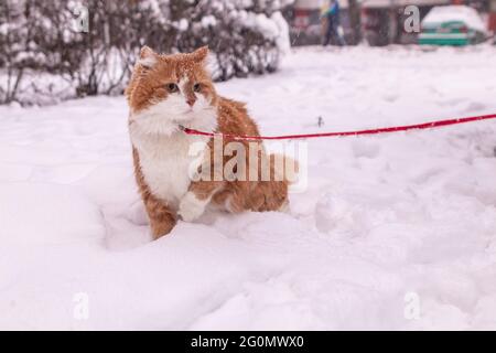 Magnifique chat orange en fourrure dans la neige sur une laisse Banque D'Images