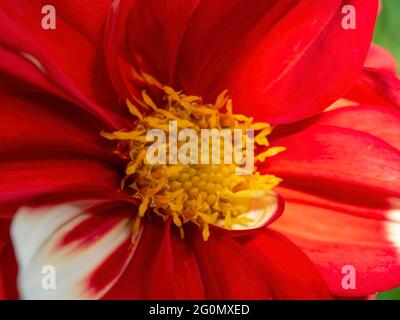 Macro photographie d'une fleur de dahlia rouge et blanche, capturée dans un jardin près de la ville coloniale de Villa de Leyva, dans le centre des montagnes andines de Banque D'Images