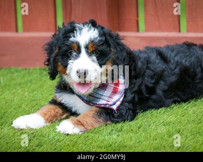 Mini Bernedoodle tricolore chiot avec bandana couché sur le sol dans l'herbe face à la caméra Banque D'Images