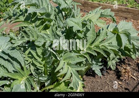 Gros plan des cardoons artichaut végétaux légumes légumes poussant dans le jardin au printemps Angleterre Royaume-Uni Grande-Bretagne Banque D'Images