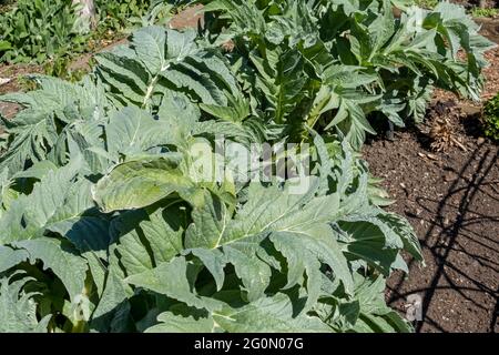 Gros plan de cardoons artichaut plante végétale légumes légumes poussant dans le jardin au printemps Angleterre Royaume-Uni Grande-Bretagne Banque D'Images