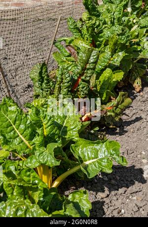 Le verger arc-en-ciel plante des légumes à feuilles dans le potager lotissement jardin au printemps Angleterre Royaume-Uni Grande-Bretagne Banque D'Images