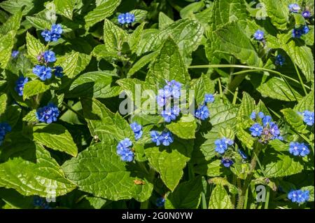 Gros plan de Green alcanet Pentaglottis sempervirens fleurs bleues au printemps Angleterre Royaume-Uni Grande-Bretagne Banque D'Images