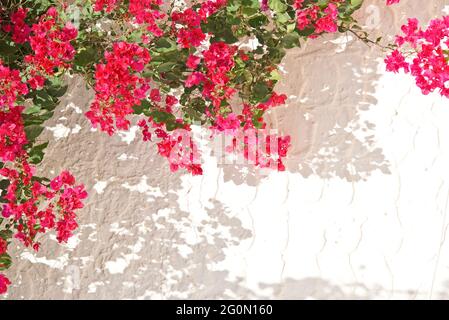 Bougainvillea rose sur un mur blanc avec espace d'imitation, printemps méditerranéen et fond d'été Banque D'Images