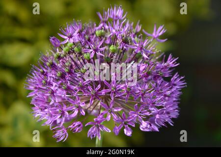 Gladiator Flower, Purple Flower Cambridge UK, purement beau et paisible espace Banque D'Images