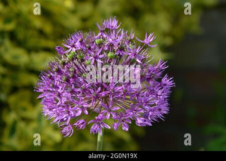 Allium giganteum 'Gladiator', Purple Flower Cambridge UK, espace purement beau et paisible Banque D'Images