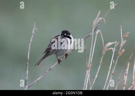 Rohrammer, Emberiza schoeniclus, coulisseaux communs Banque D'Images