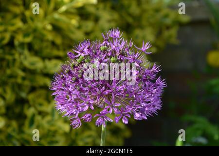 Allium Gladiator , Purple Flower Cambridge Royaume-Uni, espace purement beau et paisible Banque D'Images