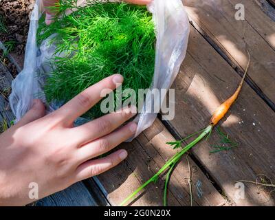 Vue de dessus sur les mains des femmes collectant des brins d'aneth frais et lumineux dans un sac en plastique, une carotte orange mignonne avec des sommets verts sur une table en bois rurale rugueuse. Banque D'Images