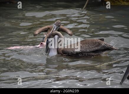 Deux (2) pélicans bruns se nourrissent d'un morceau de viande de poisson dans Orange Valley, Trinidad Banque D'Images