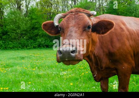 La vache brune avec corne cassée regarde l'appareil photo en arrière-plan de forêt verte Banque D'Images